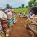 Boost to Bloom Team Equips Farmers and Youth with Practical Vegetable Production Skills in Sabegu Boost to Bloom Team Equips Farmers and Youth with Practical Vegetable Production Skills in Sabegu