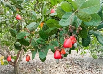 Ghana’s Cashew Industry Faces Processing Gap as Côte d’Ivoire Moves to Capture More Value
