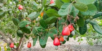 Ghana’s Cashew Industry Faces Processing Gap as Côte d’Ivoire Moves to Capture More Value
