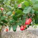 Ghana’s Cashew Industry Faces Processing Gap as Côte d’Ivoire Moves to Capture More Value