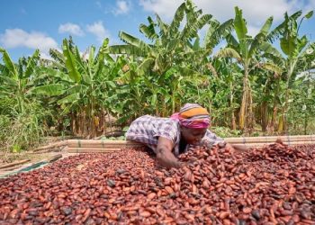 COCOBOD settles GH¢2.3bn DDEP obligation for 2026