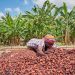 COCOBOD settles GH¢2.3bn DDEP obligation for 2026