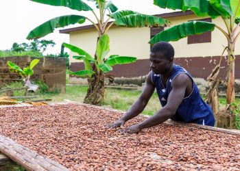 COCOBOD Settles Gh¢2.3 Billion, Completes 2026 DDEP Bond Obligations