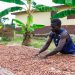 COCOBOD Settles Gh¢2.3 Billion, Completes 2026 DDEP Bond Obligations