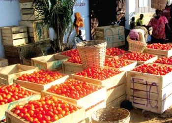 Fresh Tomatoes Price Surge to 158.3% in August – GSS