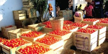 Fresh Tomatoes Price Surge to 158.3% in August – GSS