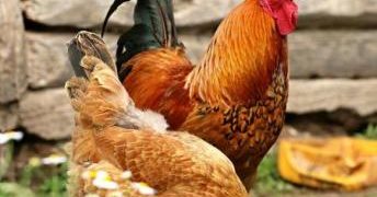 Ghana Secures 0 Million to Transform Poultry Industry
