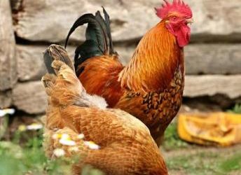 Ghana Secures 0 Million to Transform Poultry Industry
