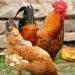 Ghana Secures 0 Million to Transform Poultry Industry Ghana Secures 0 Million to Transform Poultry Industry