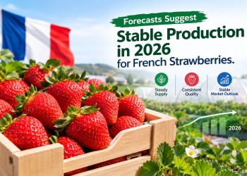 Forecasts Suggest Stable production in 2026 for French strawberries