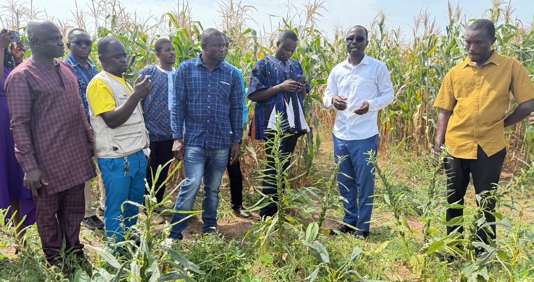CSIR-SARI to propose Ghana’s first improved sesame varieties for release in 2027 