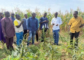 CSIR-SARI to propose Ghana’s first improved sesame varieties for release in 2027 