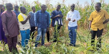 CSIR-SARI to propose Ghana’s first improved sesame varieties for release in 2027 