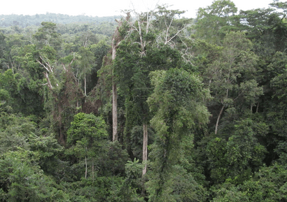 Forestry Commission Poised to Protect Forest Reserves from Illegal Mining Activities Forestry Commission Poised to Protect Forest Reserves from Illegal Mining Activities