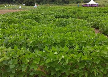 PFAG Trains Young Farmers on Additional Livelihoods to Strengthen Their Resilience
