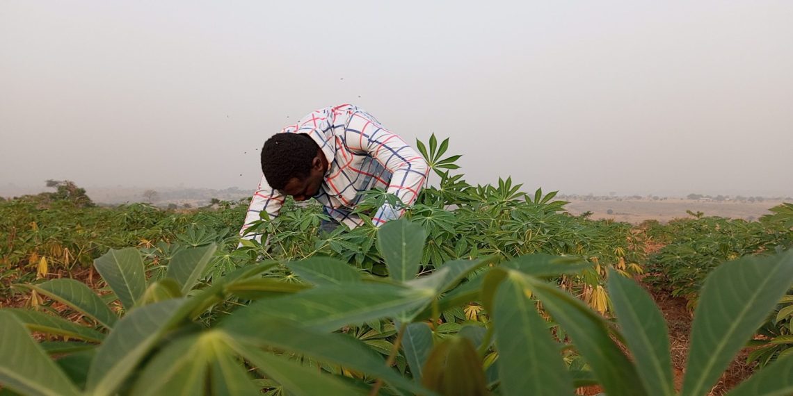 Bn New Economy Policy must Prioritize Agricultural Value Addition – Peasant Farmers