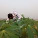 Bn New Economy Policy must Prioritize Agricultural Value Addition – Peasant Farmers